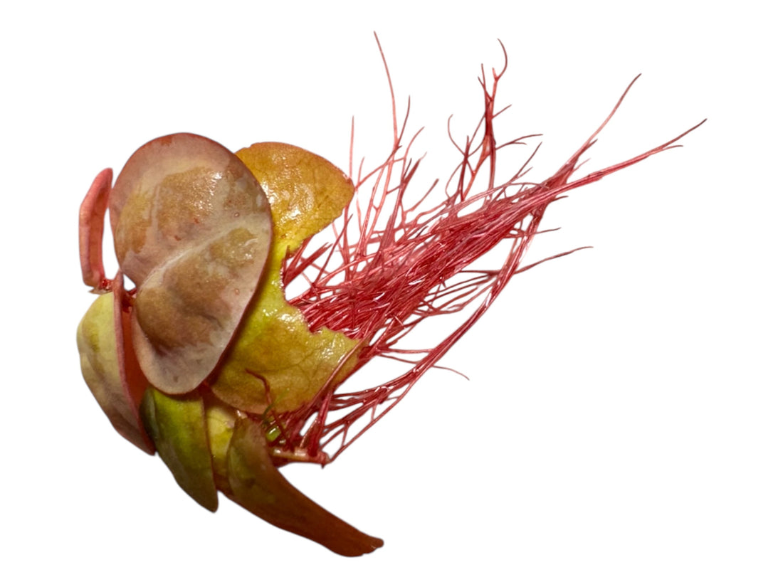 Learn how to grow and care for Red Root Floaters (Phyllanthus fluitans). A floating plant favorite for betta and shrimp tanks. Light, nutrients, and propagation tips.