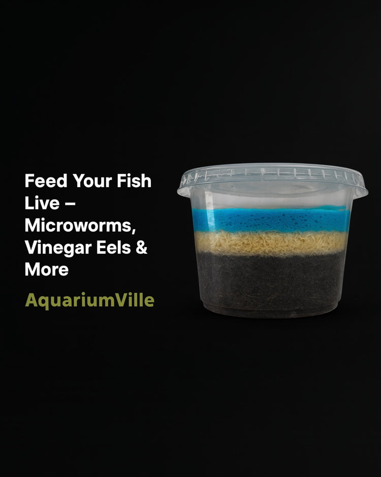 deli cup containing a live grindal worm culture with visible layers of substrate, culture medium, set against a black matte background with the text “Feed Your Fish Live – Microworms, Vinegar Eels & More” and the AquariumVille logo in olive green.