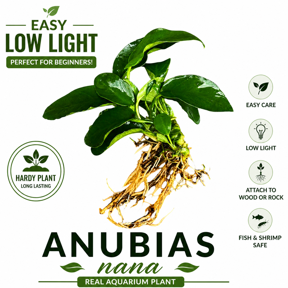 Anubias nana aquarium plant with text highlighting its care requirements on a white background