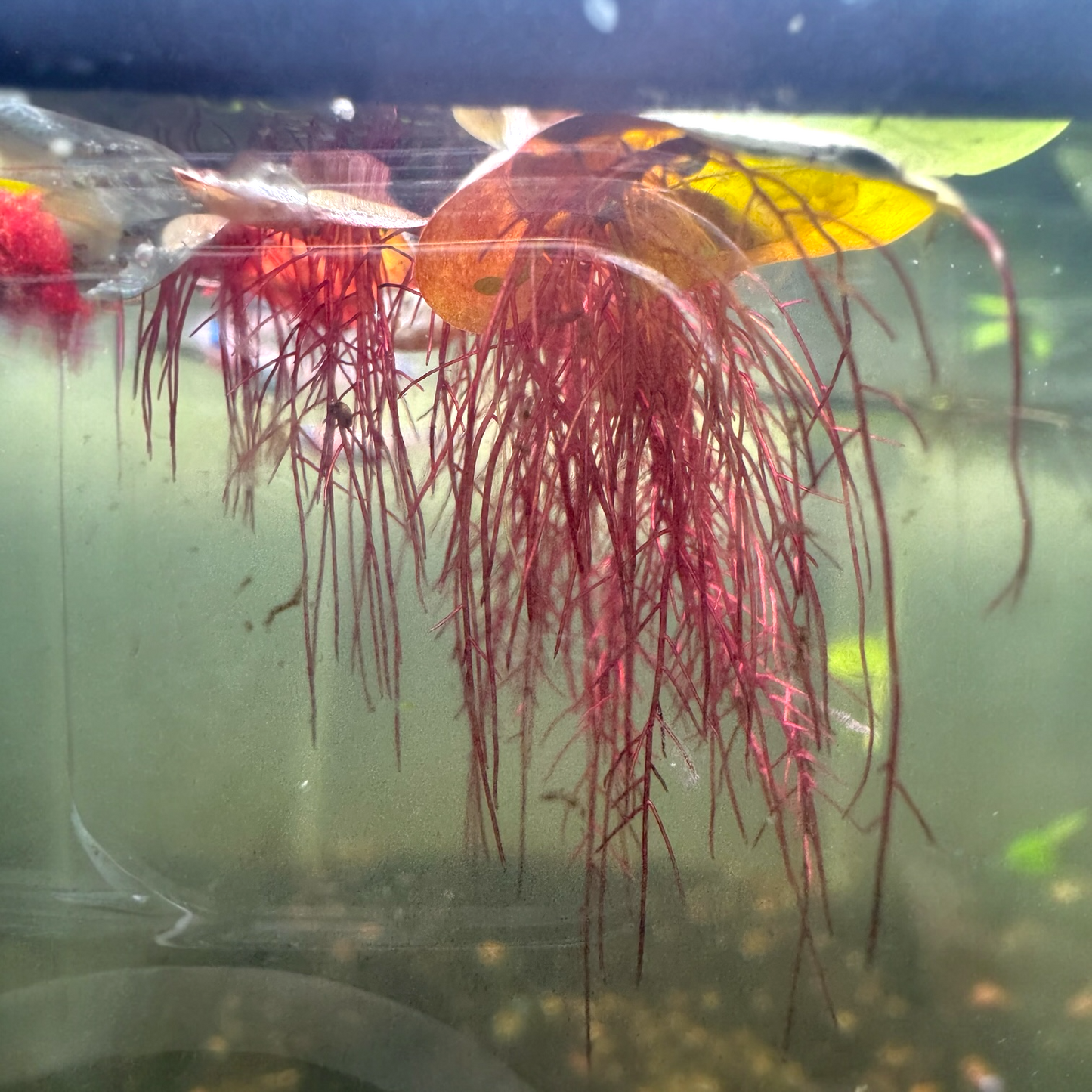 Red Root Floaters, Aquarium Floating Plants, Live Aquatic for Planted Tank