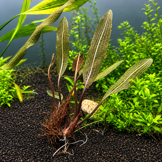 Aponogeton Madagascar Lace Bulb β Rare Aquarium Plant