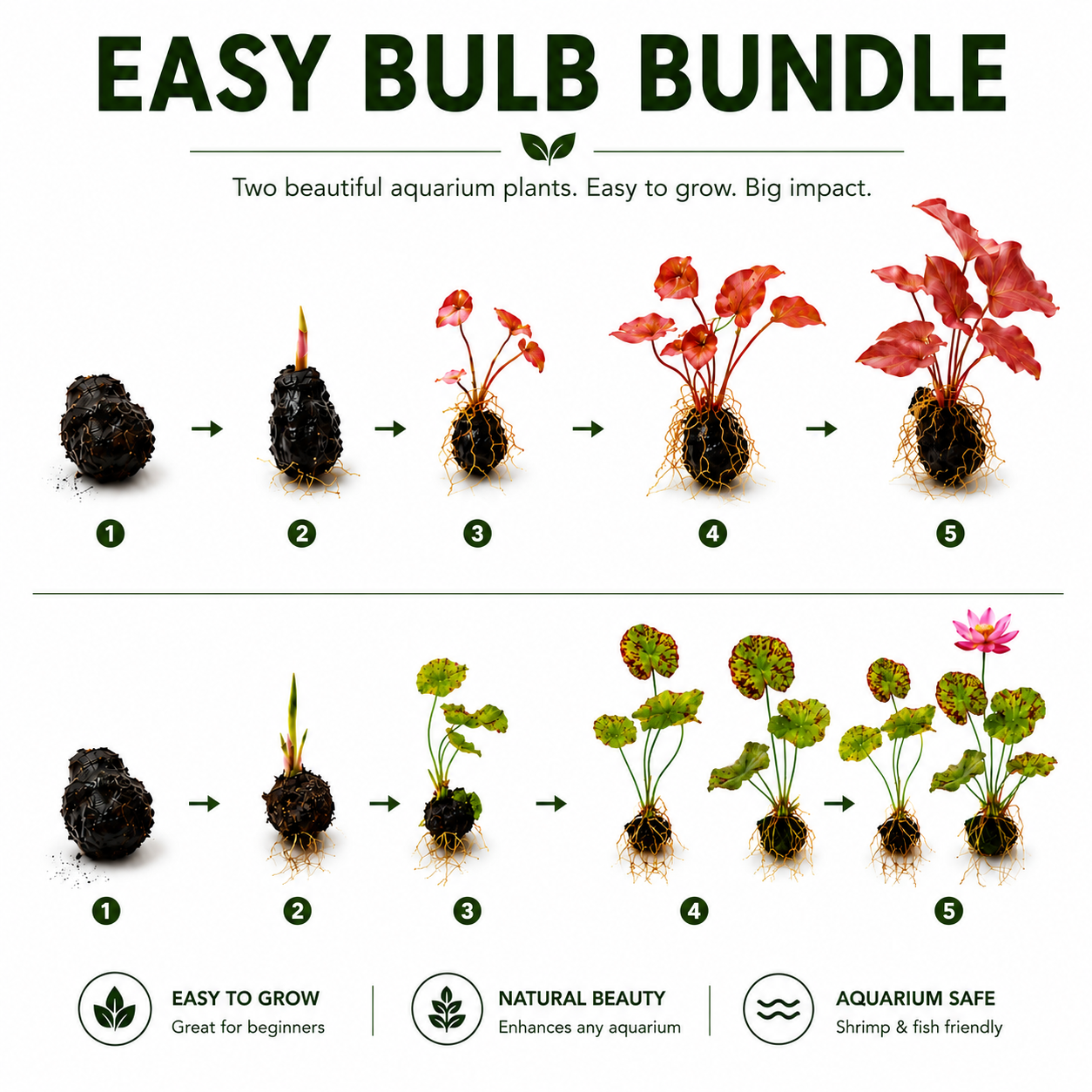 Red Tiger Lotus & Dwarf Lily Bulb Bundle – Live Aquarium Plants, Easy Aquatic Plant Bulbs