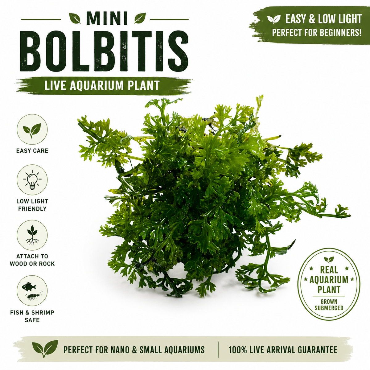 Mini Bolbitis