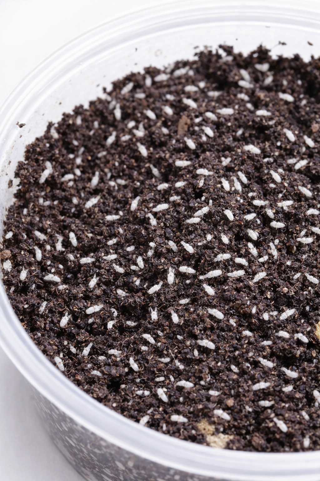 Close-up of a dense springtail culture with dozens of tiny white springtails visible on dark soil substrate inside a clear plastic container.