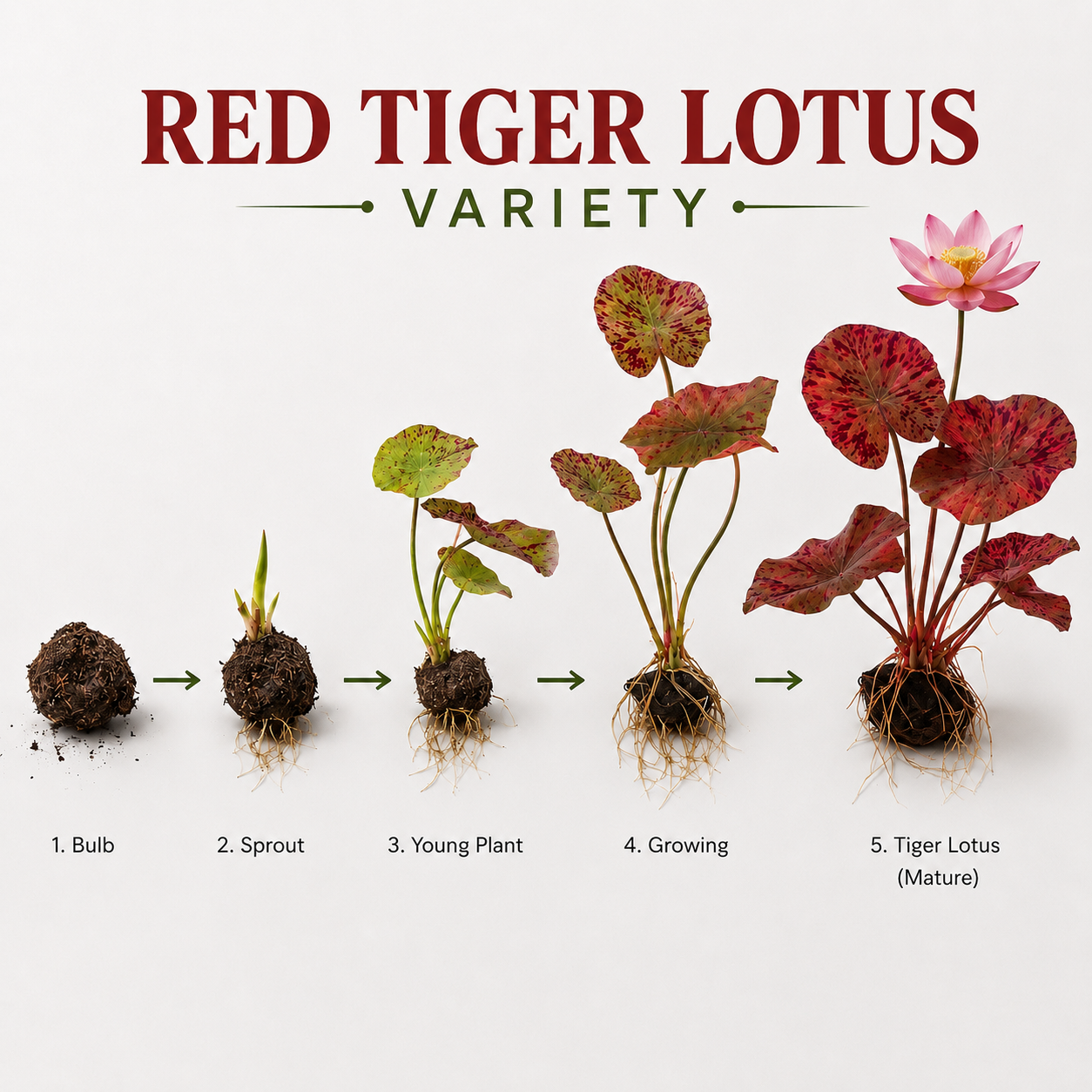 Anacharis, Dwarf Sagittaria & Red Tiger Lotus Bulb Bundle | Live Aquarium Plants