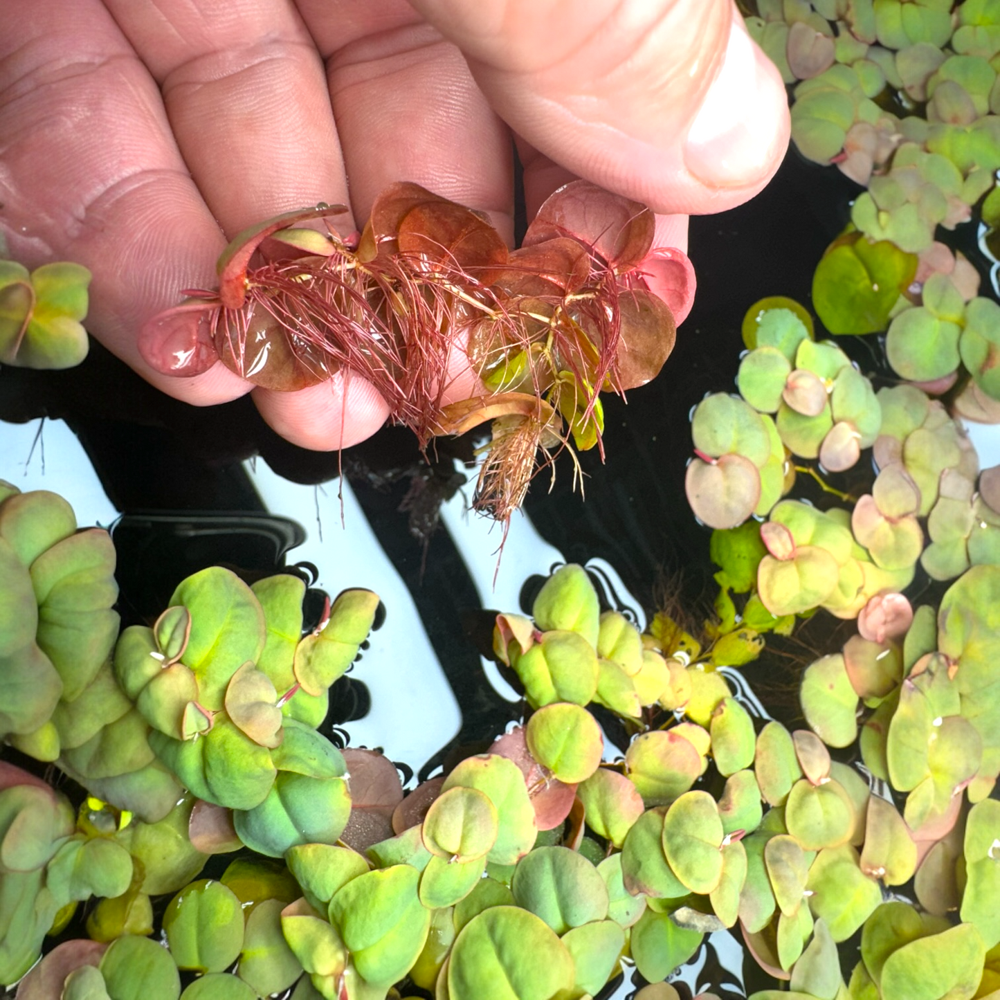 🪴 Red Root Floater 4 Pack (Phyllanthus fluitans) — Live Aquarium Floating Plant
