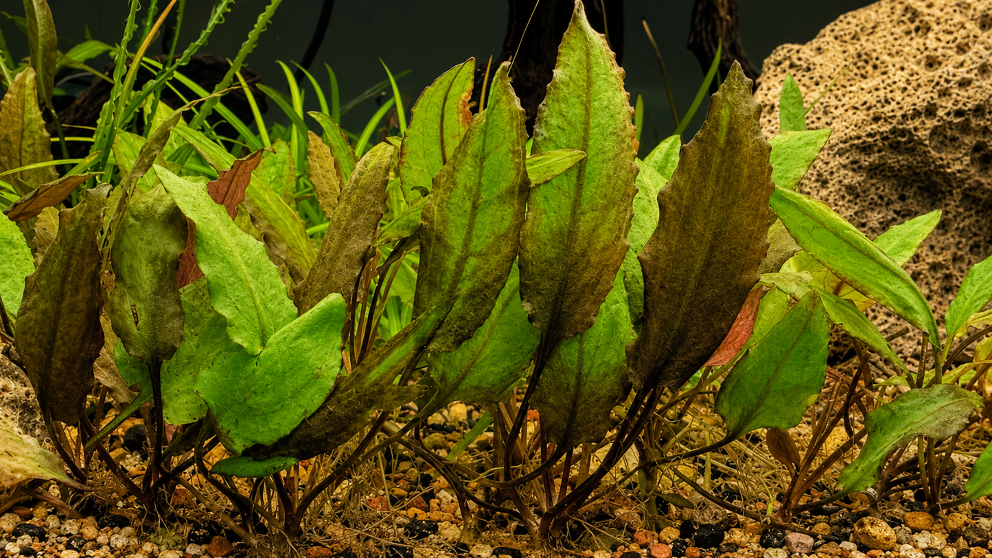 Cryptocoryne Wendtii Green