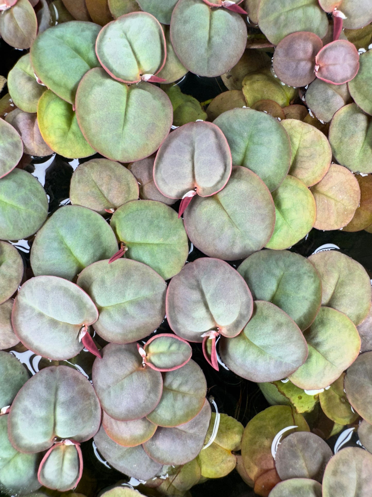 Red Root Floaters, Aquarium Floating Plants, Live Aquatic for Planted Tank