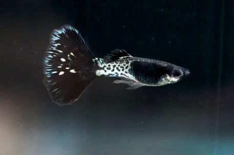 Guppy fish with a black and silver pattern swimming in water.