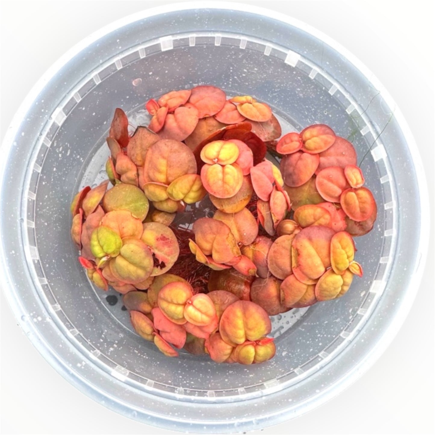 “Top-down view of vibrant Red Root Floater plants (Phyllanthus fluitans) in a clear plastic container, displaying rounded reddish-pink leaves with hints of yellow and visible roots submerged in water.”