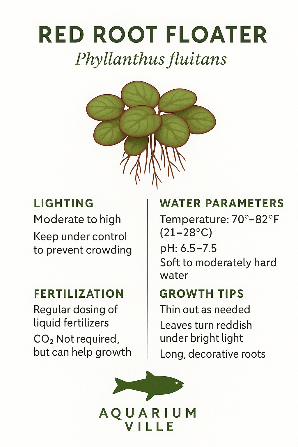 Red root floater care guide