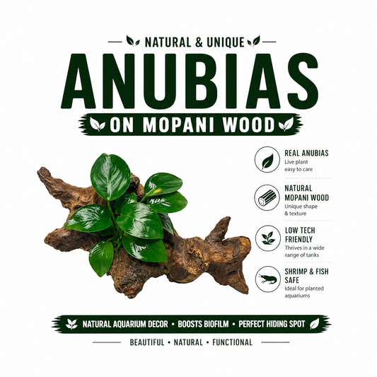 Anubias Nana & Driftwood Bundle | Live Aquarium Plant with Spiderwood, Mopani Wood, or Coral Wood