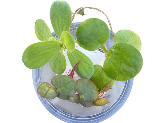 Top view of a clear cup containing a mix of floating aquarium plants, including Water Lettuce (with fuzzy, ribbed leaves), Red Root Floaters (with reddish undersides and roots), and Frogbit (with round, smooth green leaves), placed on a white background.