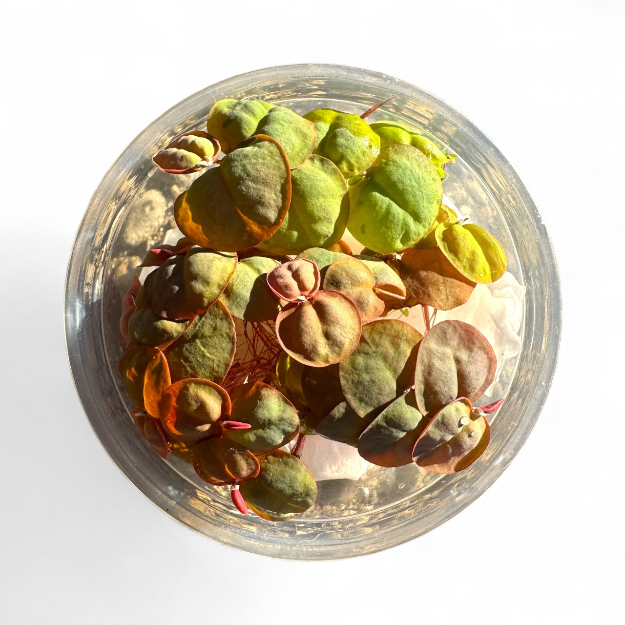Red Root Floaters, Aquarium Floating Plants, Live Aquatic for Planted Tank