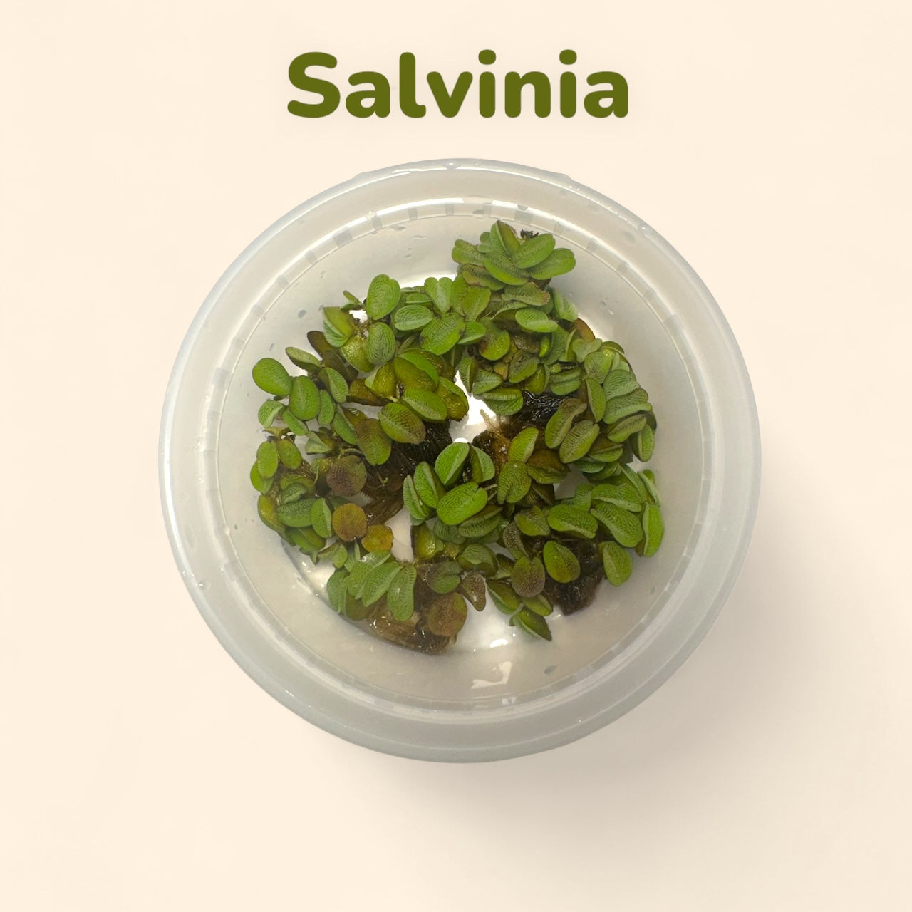Salvinia live aquarium floating plant