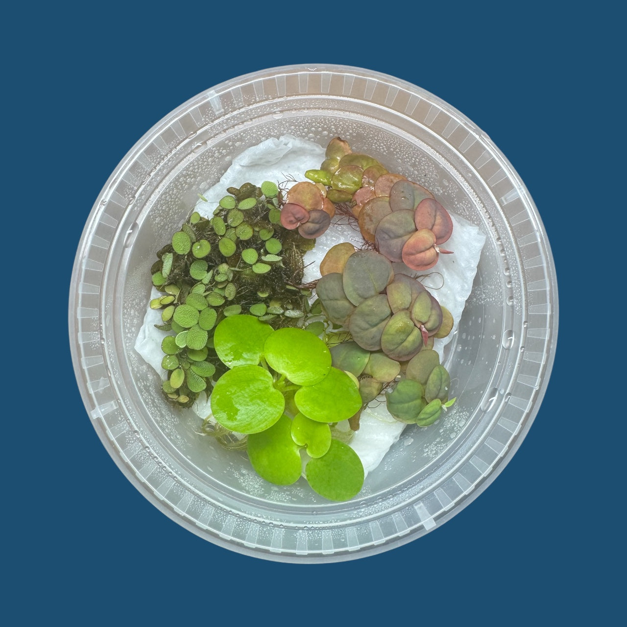 (Copy) Aquarium Floating Plant Bundle – 6 Live Plants (2 Red Root, 2 Frogbit, 2 Salvinia) – Freshwater Aquascape Variety Pack