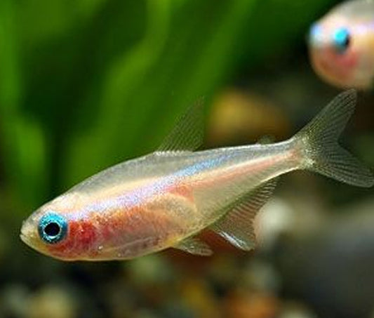 3 Gold Neon Tetras – Peaceful Community Aquarium Fish