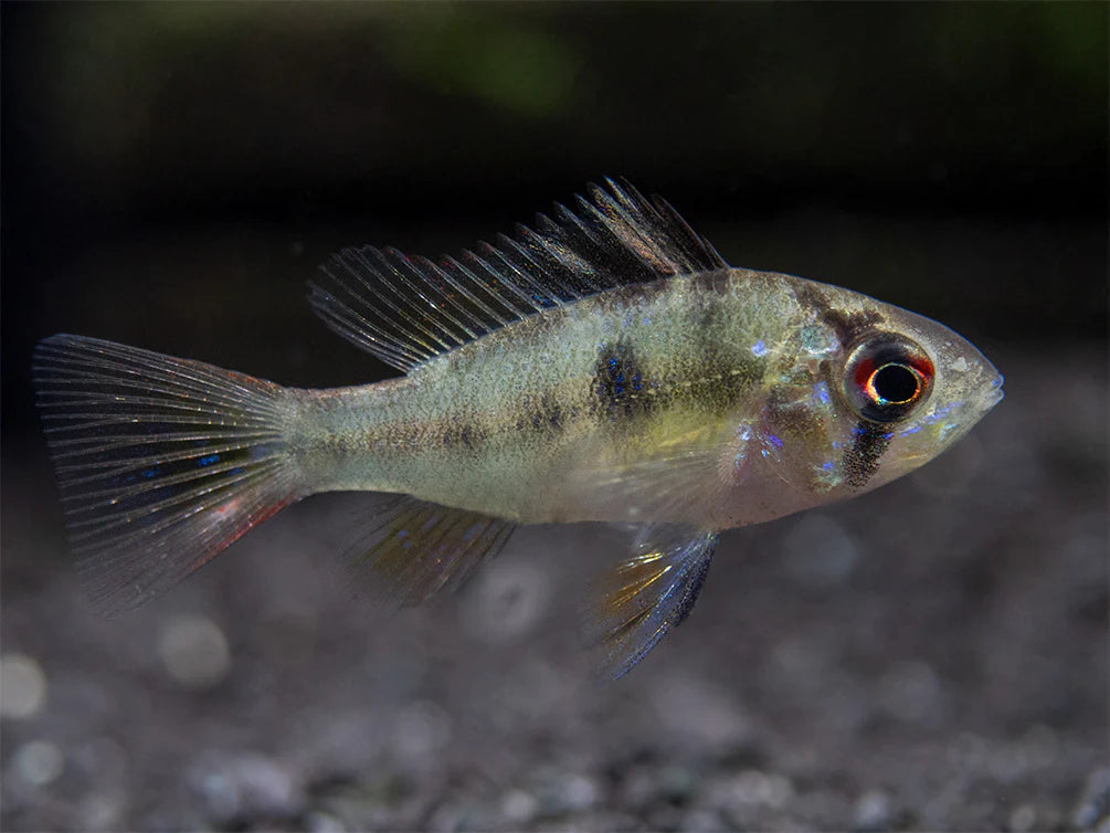 German Blue Ram juvenile