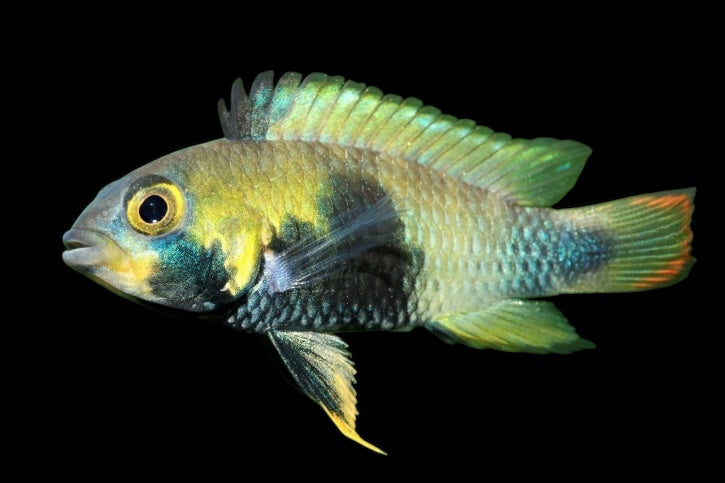Apistogramma Panduro – Blue Panda Dwarf Cichlid Juveniles Locally Bred