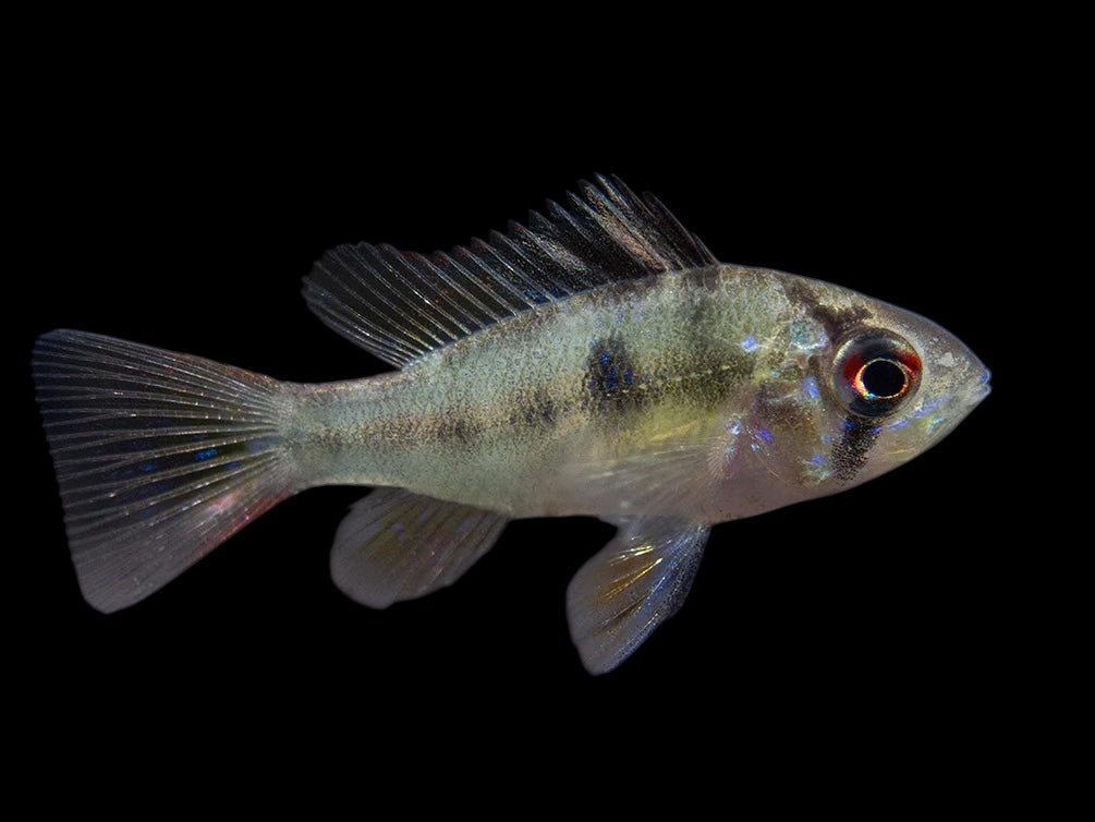 German Blue Ram Dwarf Cichlid - Tank Bred Juveniles