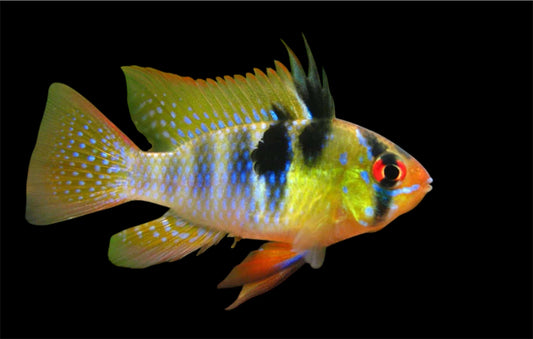 German Blue Ram Dwarf Cichlid - Tank Bred Juveniles