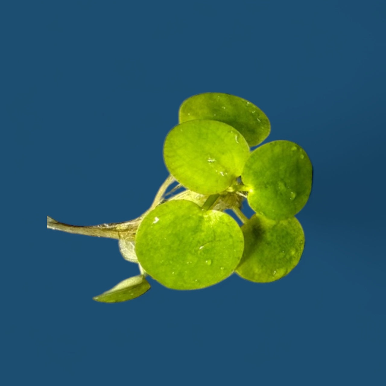 Frogbit Aquarium Floating Plants, Live Aquarium Plant