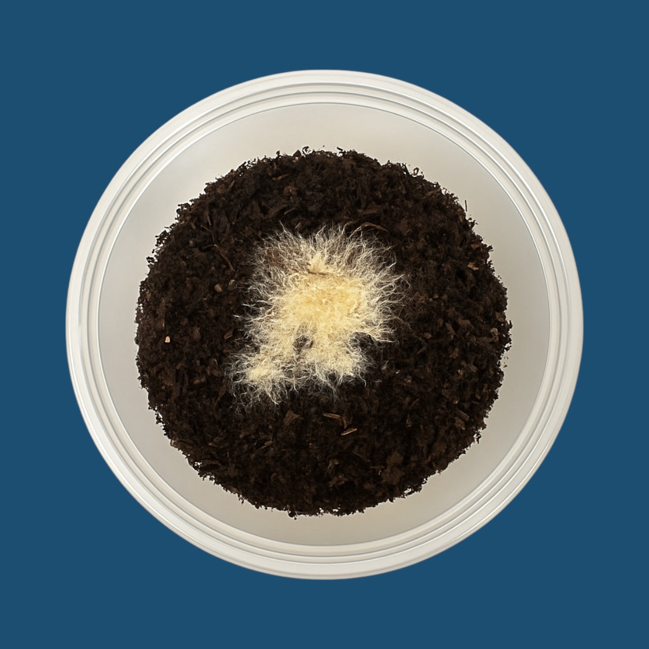 Live Grindal Worm Culture – Nano Food for Betta, Guppies, Axolotls, Frogs, Lizards