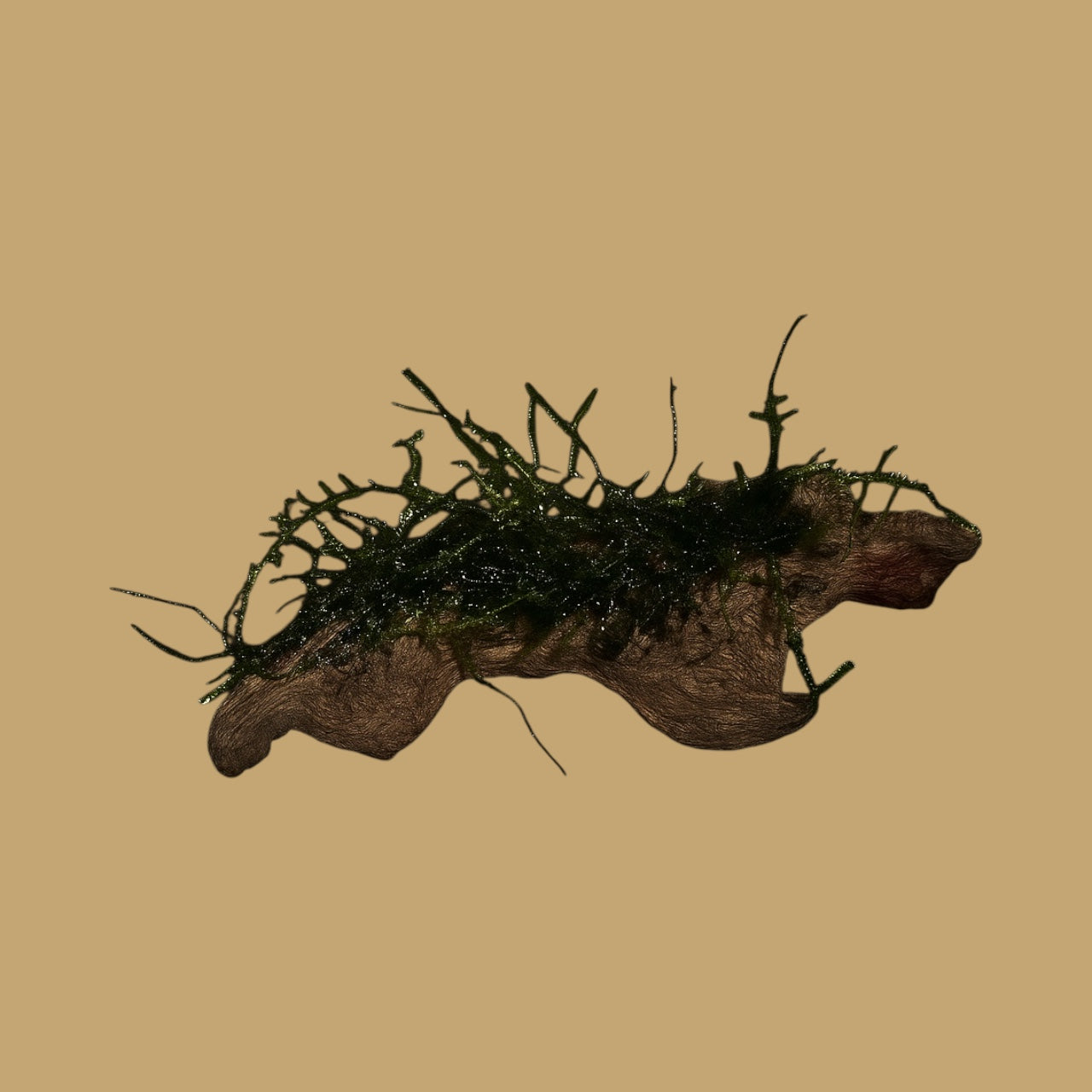 Coral Driftwood with Moss for Aquariums – 3-5 inch Natural Hardscape for Aquascaping, Planted Tanks, Shrimp, Nano Tanks