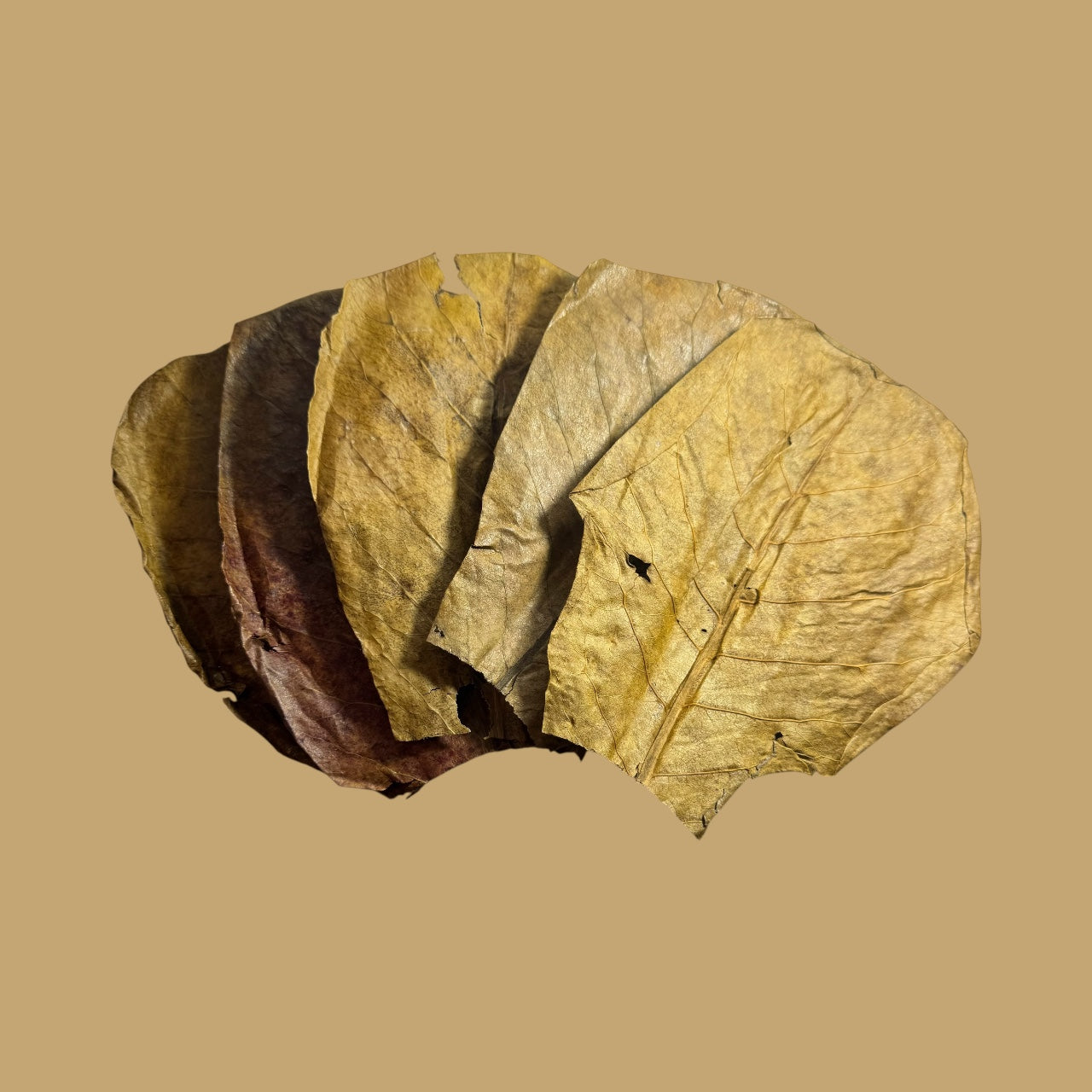 Indian Almond Leaves Medium - Large Catappa Leaves