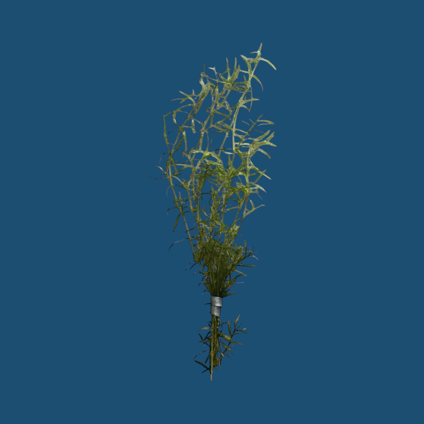 Guppy Grass (Najas guadalupensis) – 6–8 Live Stems with Weight | AquariumVille