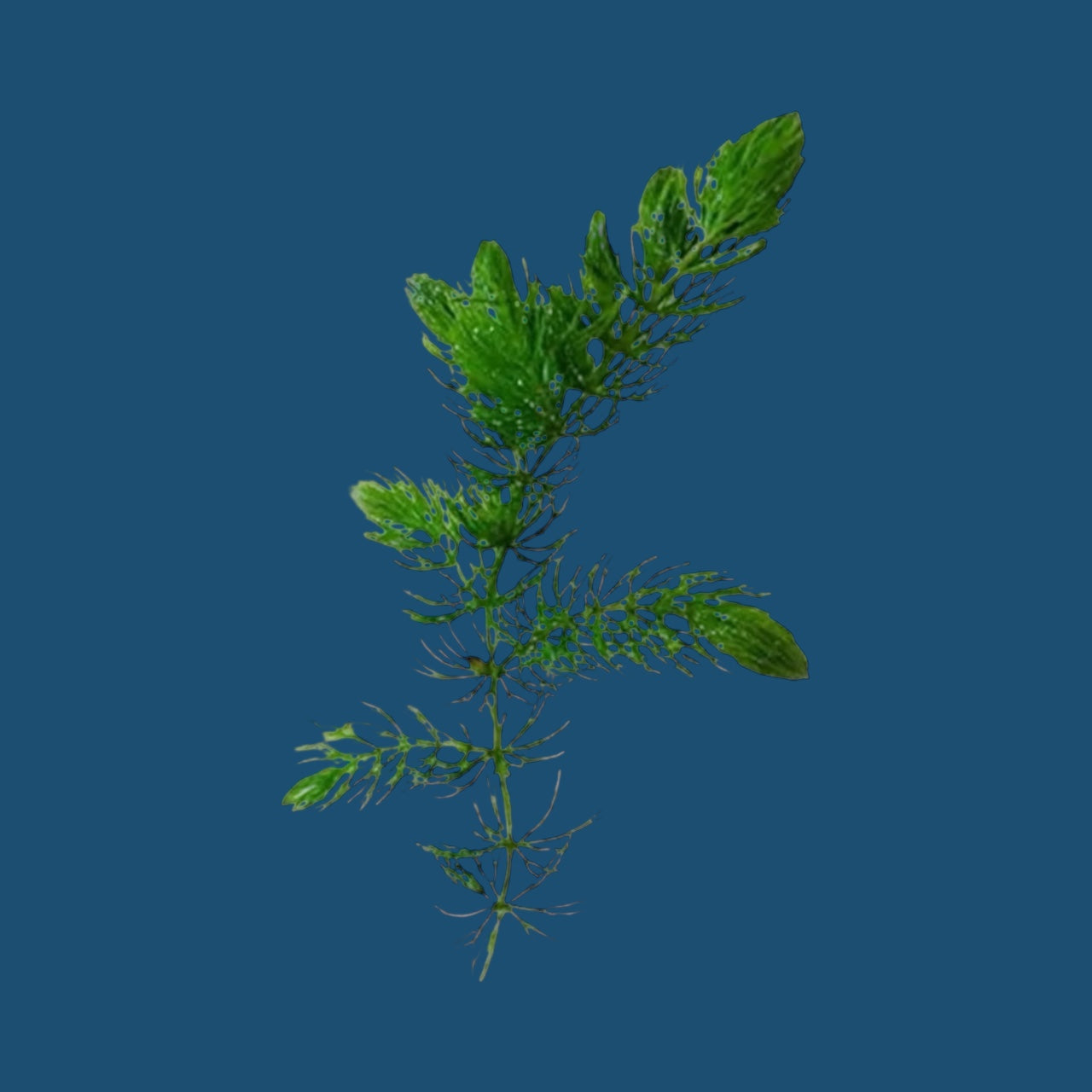 Hornwort, Ceratophyllum Demersum Live Aquarium Plant for Aquascaping. Great for Shrimp and Fry