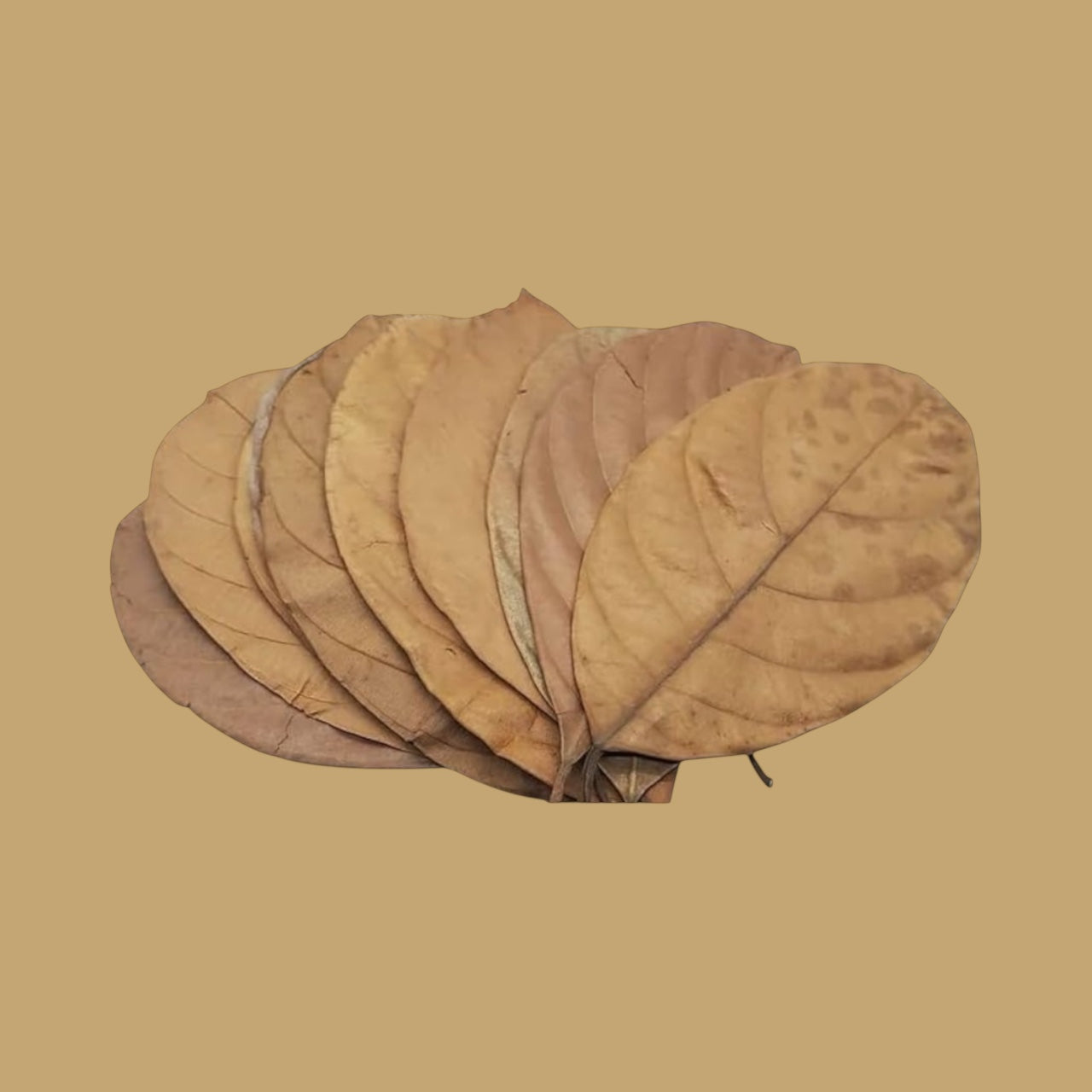 Dried Jackfruit Leaves for Aquariums – Natural Botanicals. 10+ Leaves