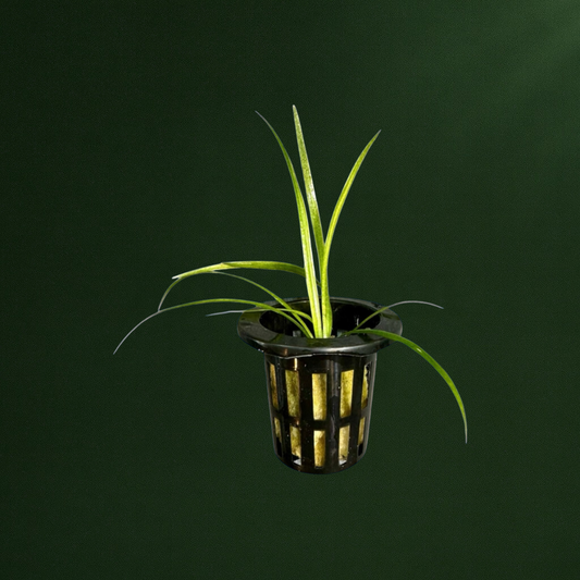 Live aquarium foreground plant dwarf sagittaria, Subulata, also known as needle sagittaria, hardy,easy growing carpeting plant