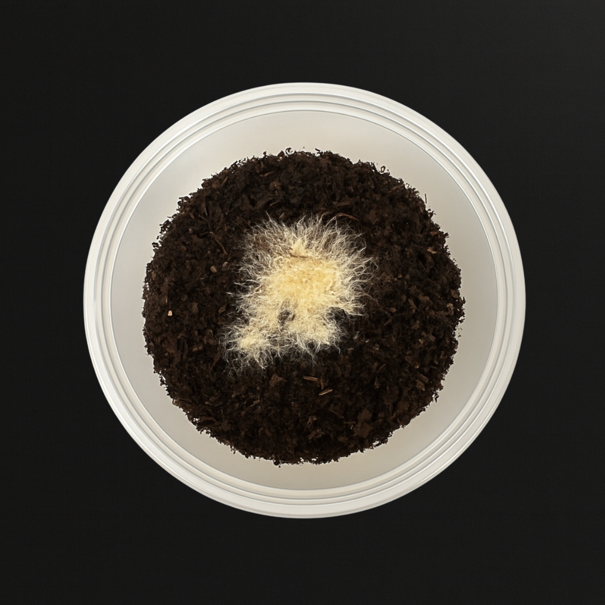 Grindal worm culture in a clear round deli cup containing dark, moist soil with a cluster of light beige worms gathered at the center, displayed on a black matte background.