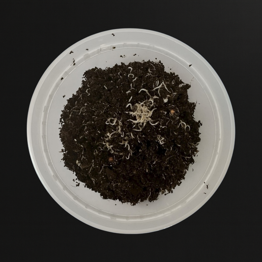 White Worm Starter Culture – Live Food for Fish, Axolotls, Frogs, and Lizards