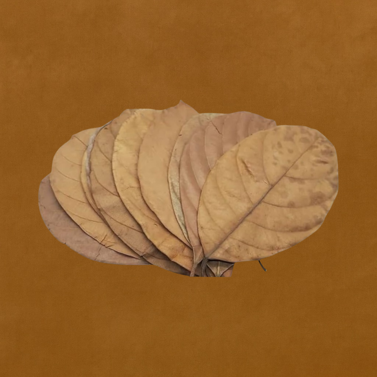 Dried Jackfruit Leaves for Aquariums – Natural Botanicals. 10+ Leaves