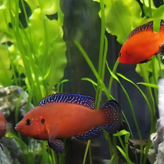 Male and Female Turkana Jewel Cichlid