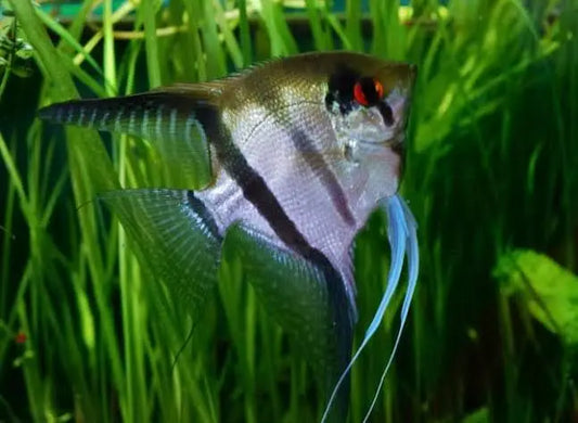 Adult silver angel fish in aqua scales aquarium