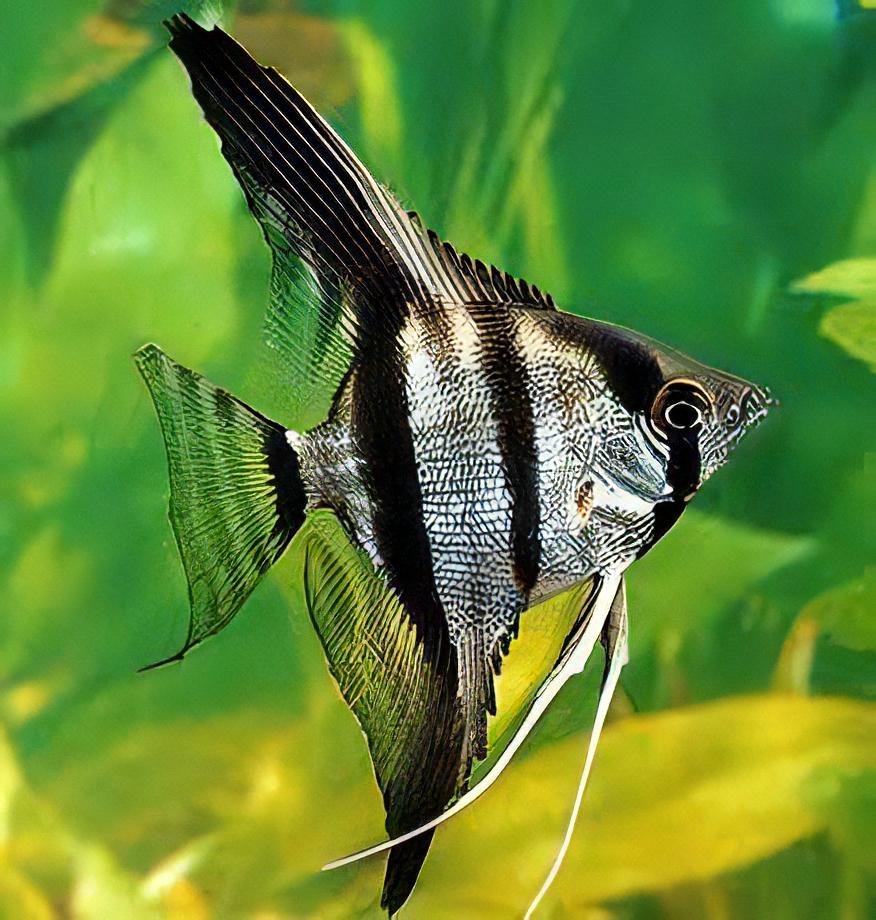 Closeup of silver angel fish