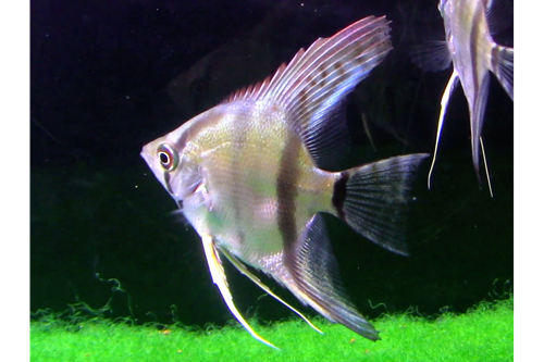 Juvenile silver angel fish for sale