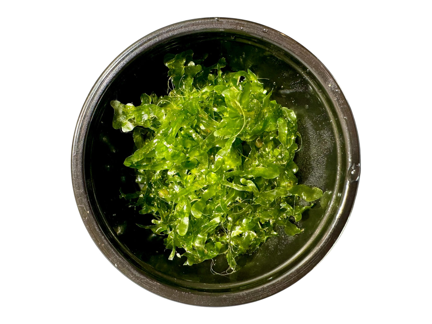 Subwassertang Moss Golf Ball Size Round Pellia Loma Fern Live Aquatic Floating or Forefround Plant