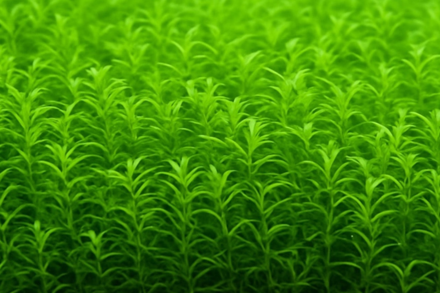 Dense carpet of bright green Pearl Weed (Hemianthus micranthemoides) growing underwater, forming a lush, vibrant foreground in an aquascaped aquarium.