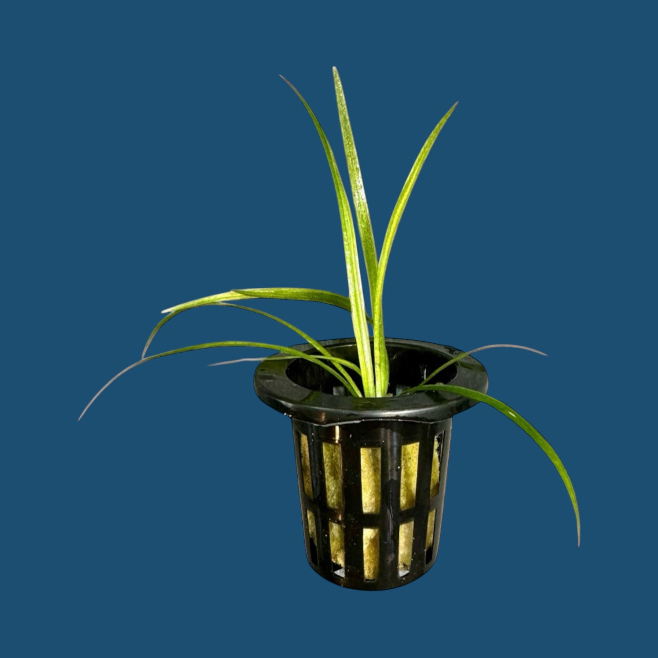 Potted dwarf saggitaria in a black plastic pot on a blue background