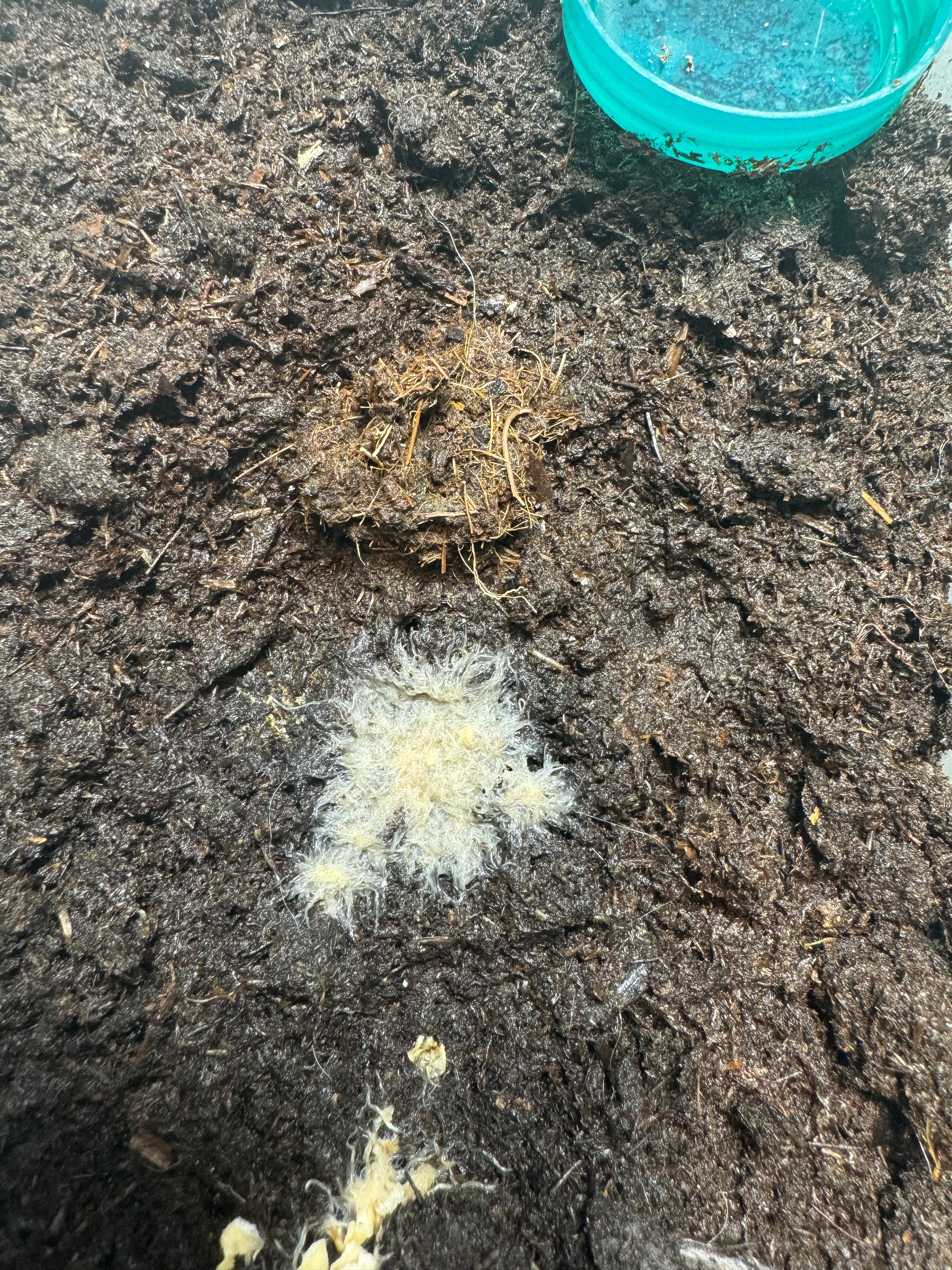 White grindal worm culture for fish feeding