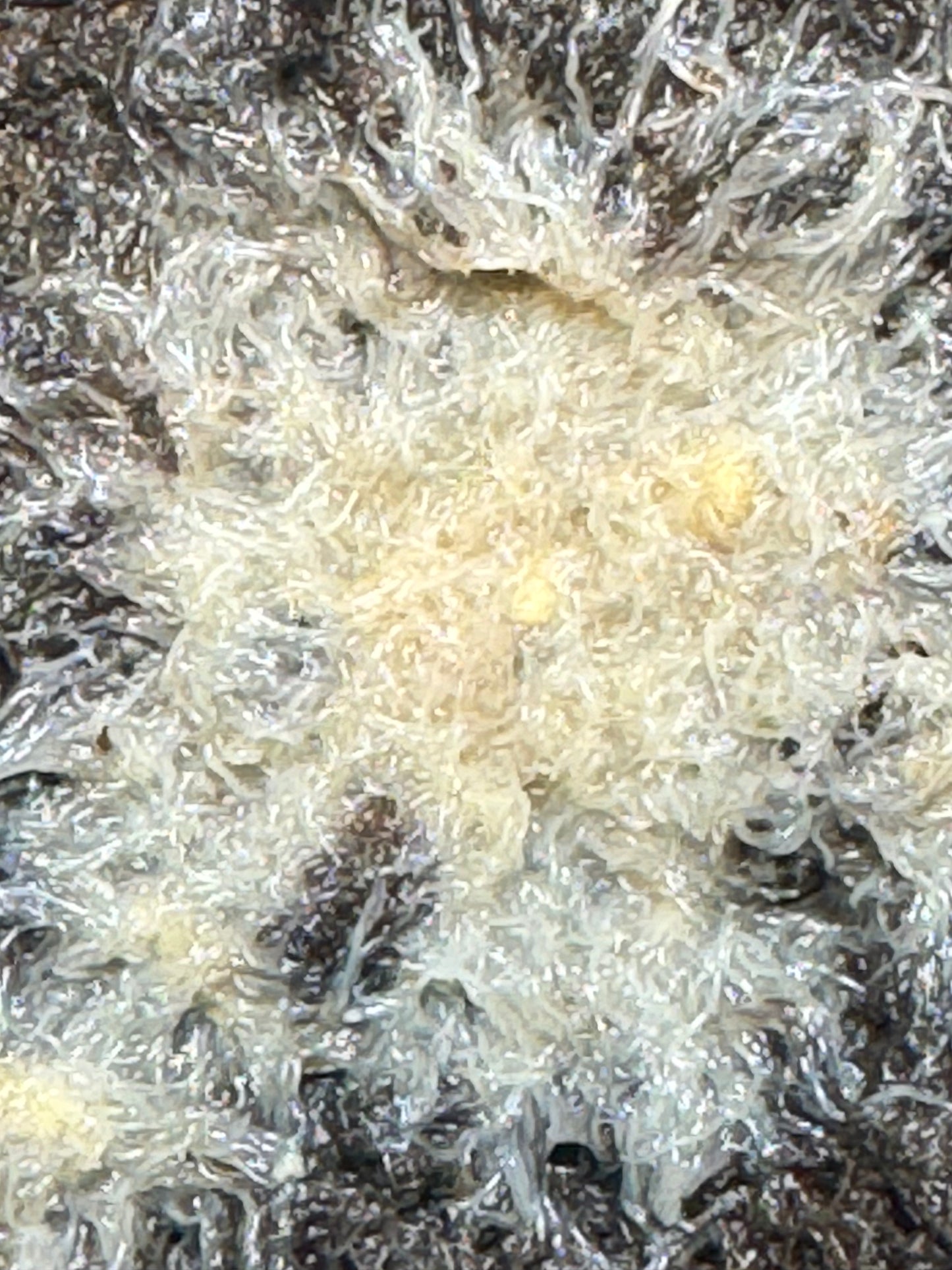 Grindal worm starter culture, live fish food, on soil surface