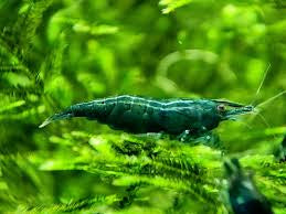 Green Jade Neocaridin