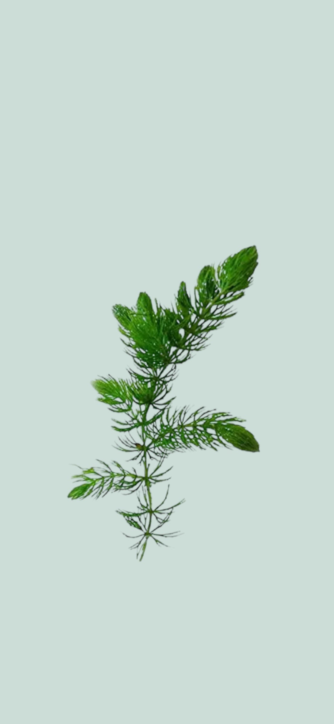 Hornwort stem leaning to the right