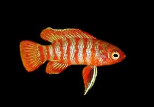 Scarlet Badis, Dario Daio