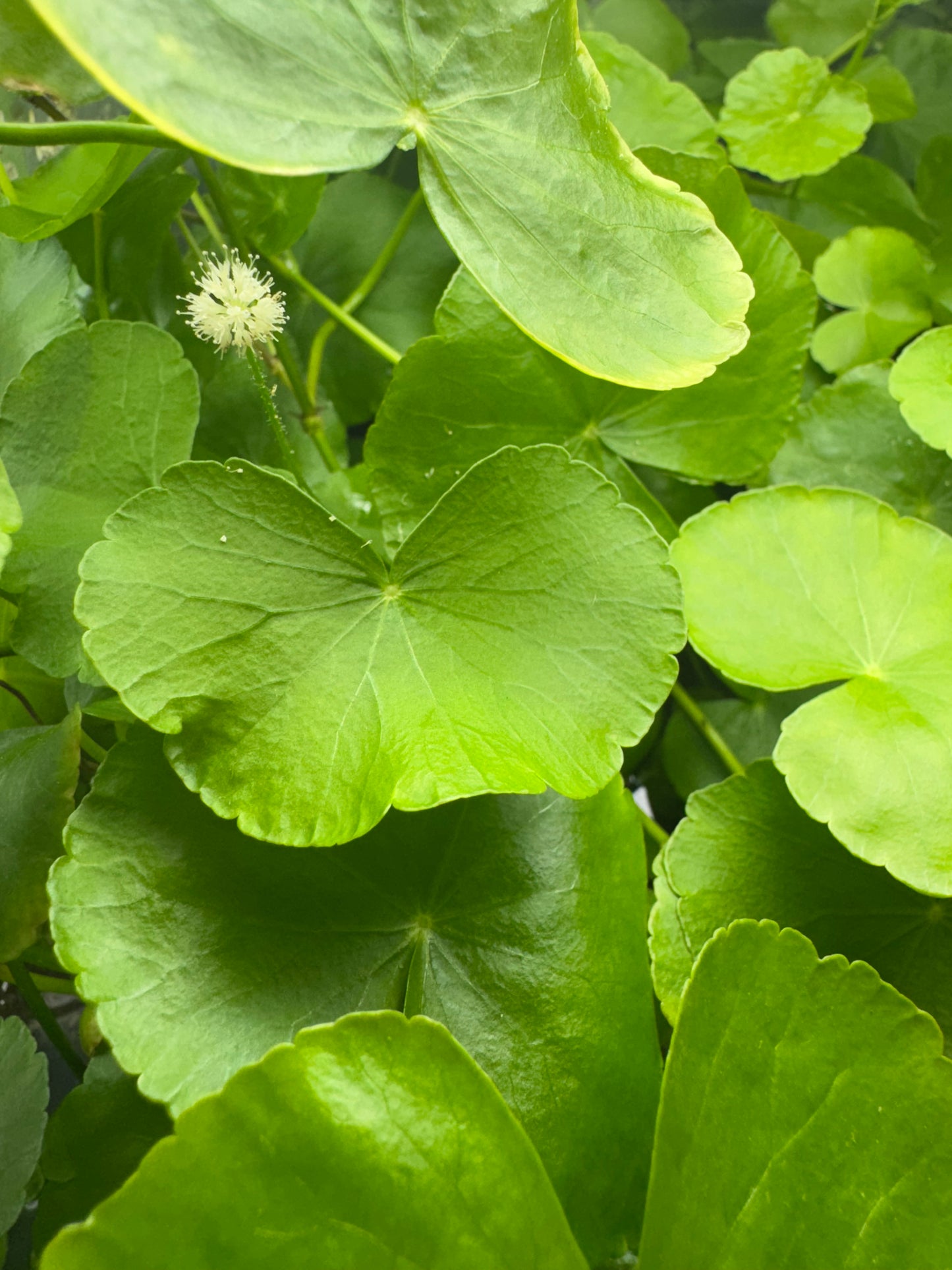 Hydrocotyle Pennywort Live Aquatic Stem Plant - 3 Six Inch Stems w/ Weight