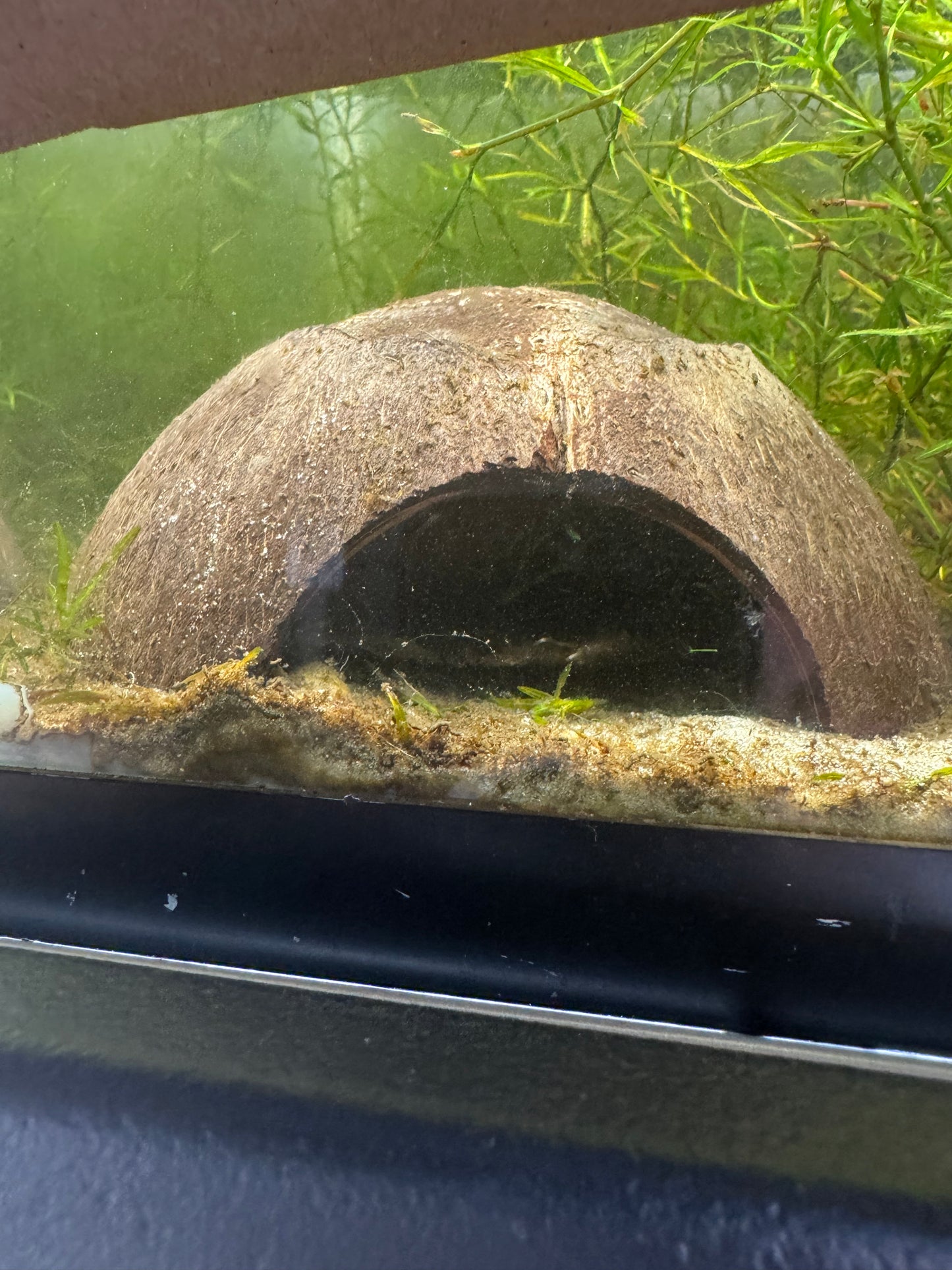 One 5 Inch Coconut Fish Cave, Apisto Cave. Betta Fish Cave. Shrimp Cave. Pleco Cave.